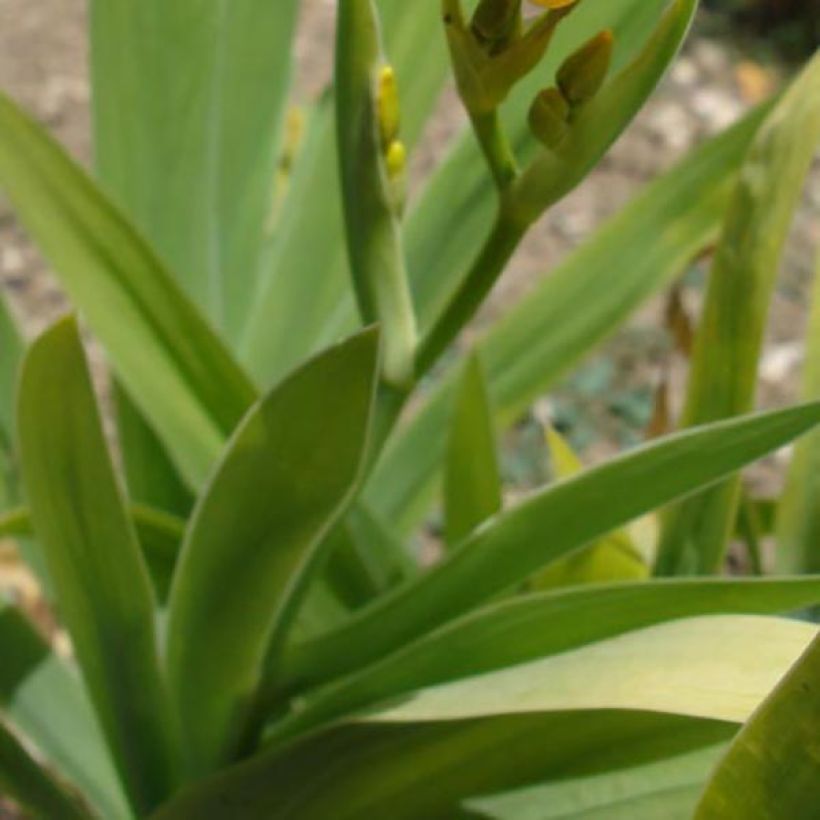 Belamcanda chinensis - Lirio leopardo (Follaje)