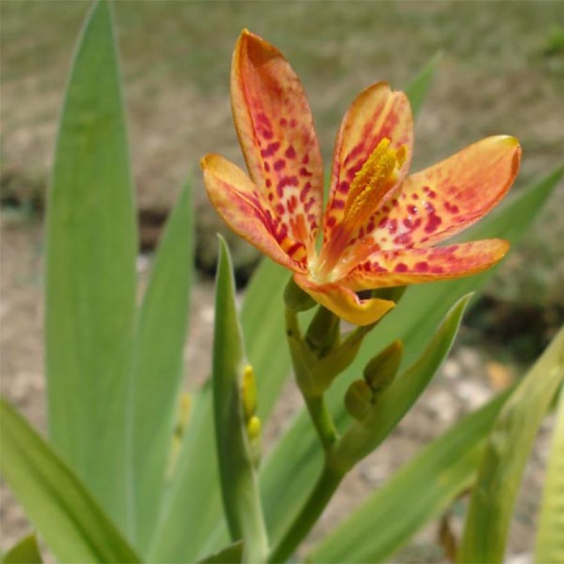 Belamcanda chinensis - Lirio leopardo (Floración)