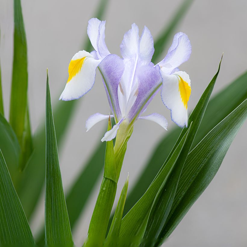 Iris magnifica (Floración)