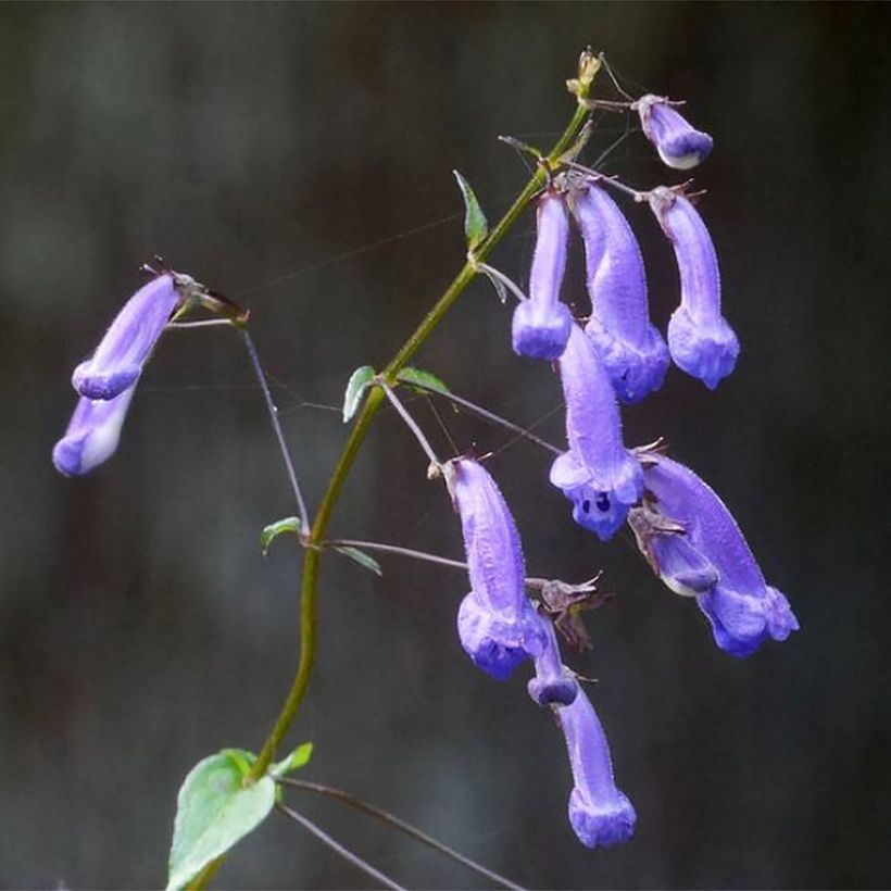 Isodon effusus (Floración)