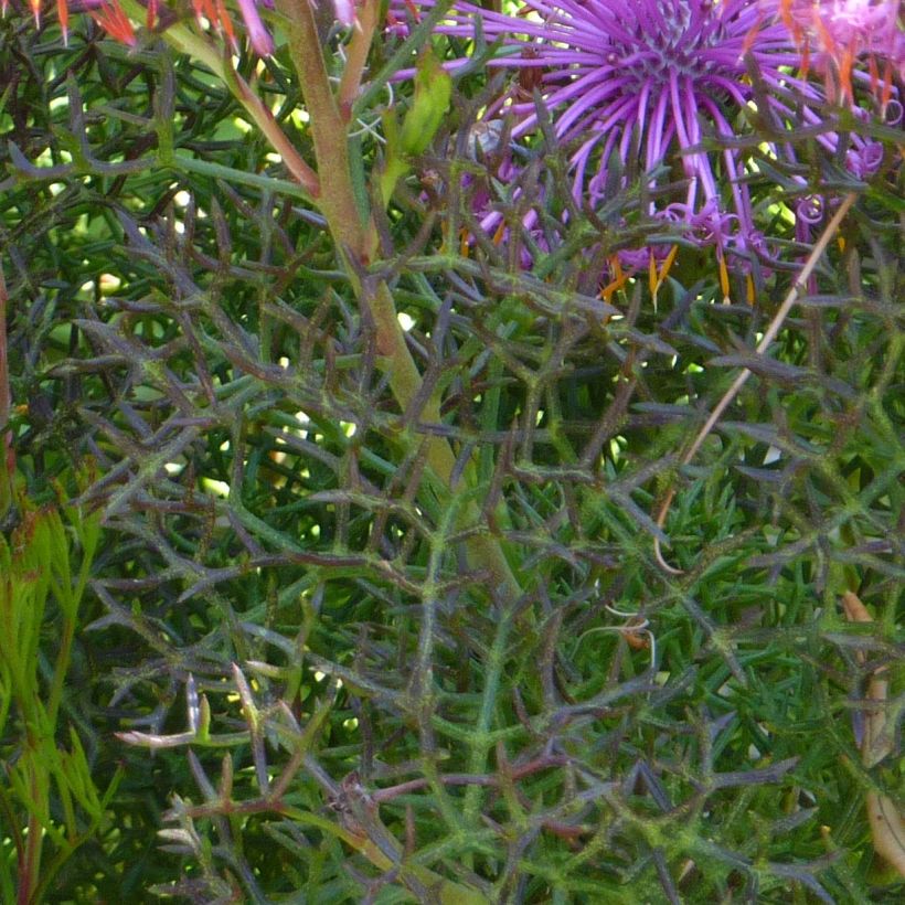 Isopogon formosus (Follaje)