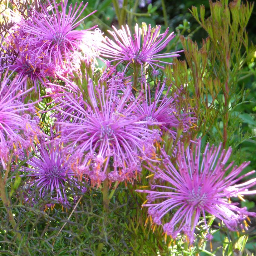 Isopogon formosus (Floración)