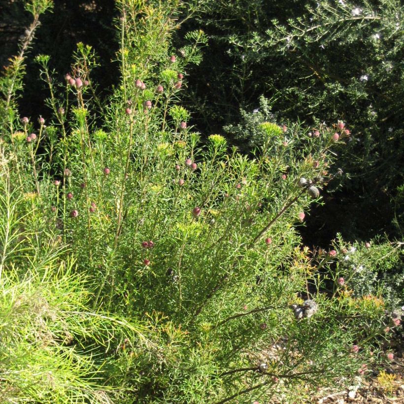 Isopogon formosus (Porte)