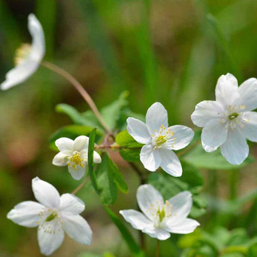 Isopyrum thalictroides (Floración)