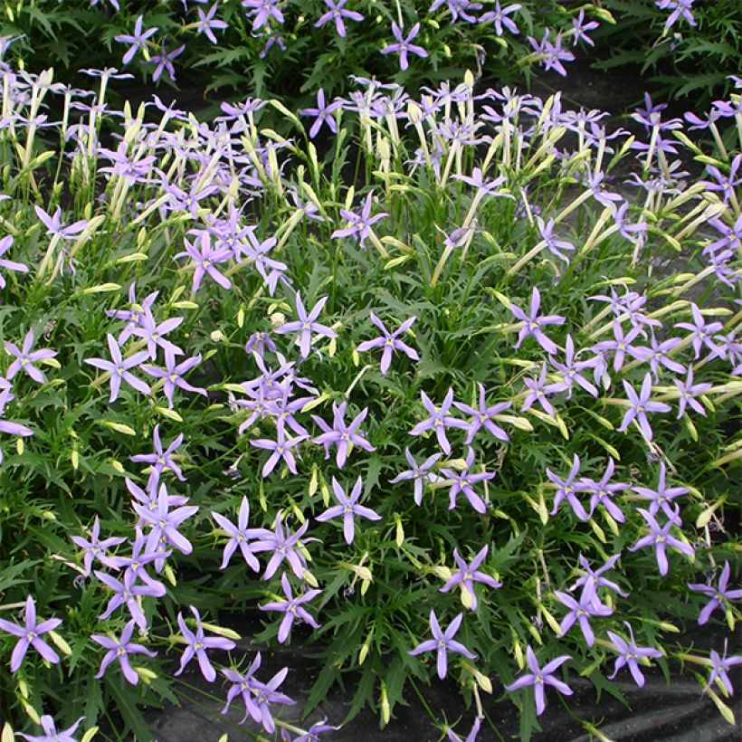 Isotoma axillaris Tristar Deep Blue (Floración)