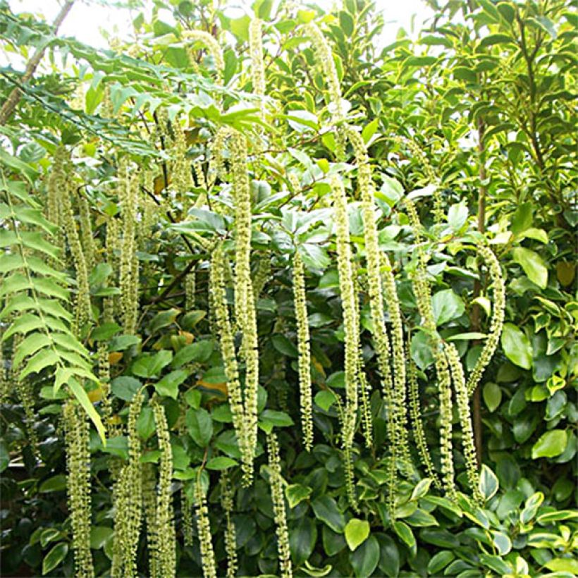 Itea ilicifolia (Porte)