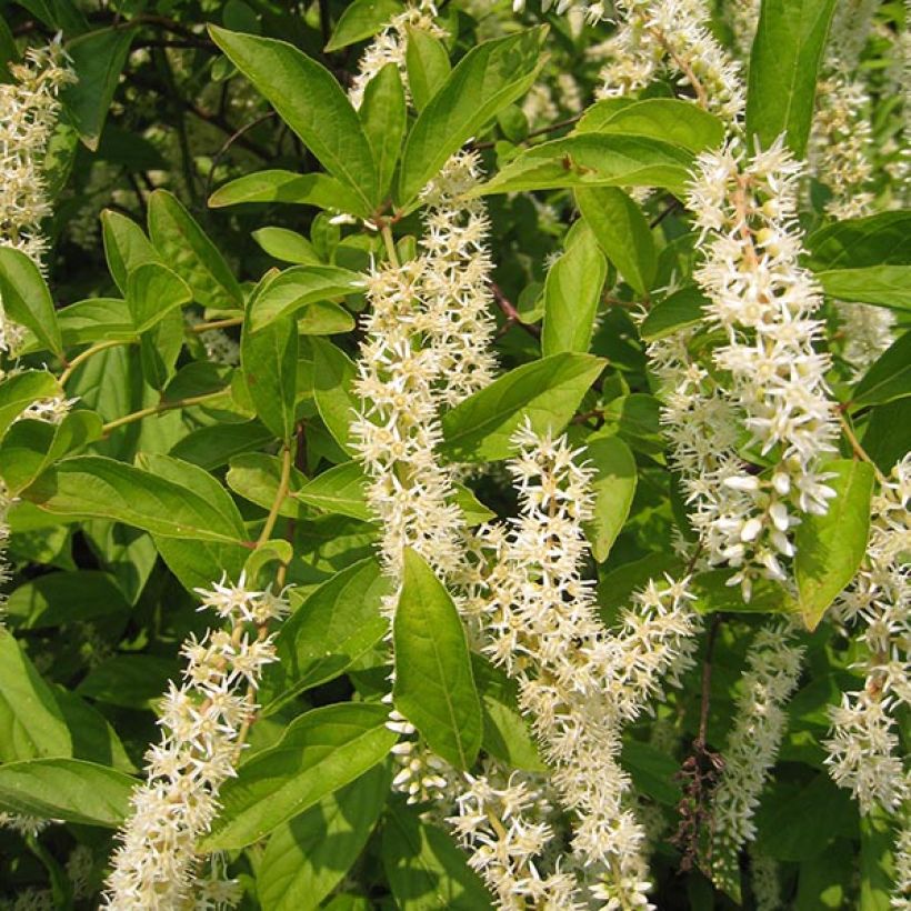 Itea virginica Little Henry (Floración)