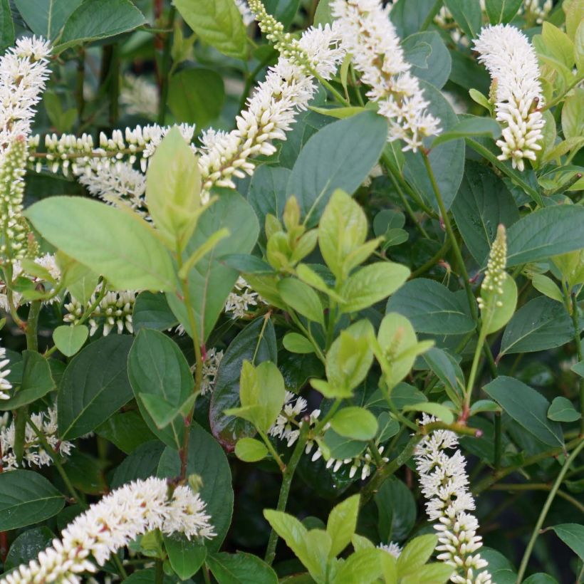 Itea virginica Scentlandia (Follaje)