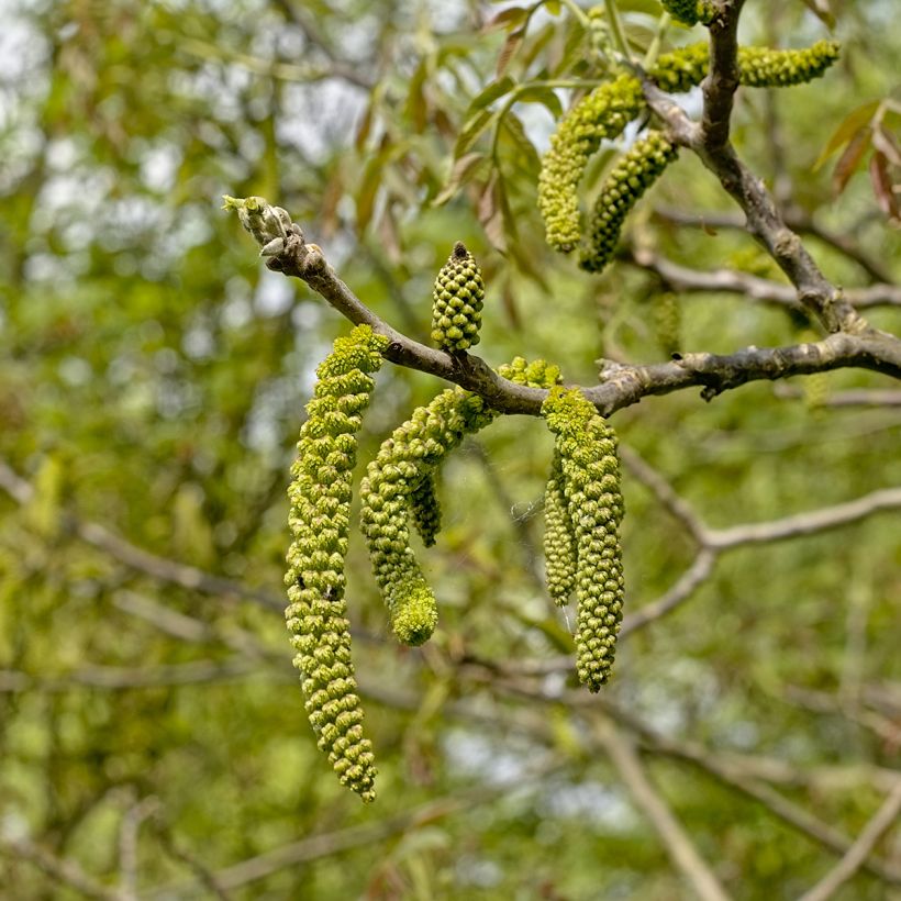 Nogal negro - Juglans nigra (Floración)