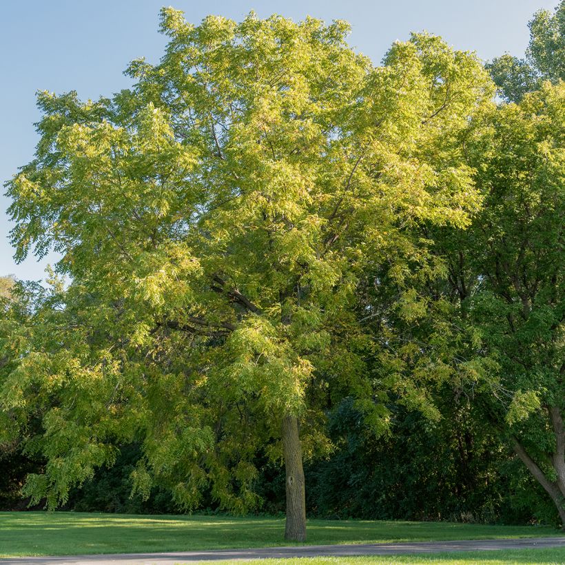 Nogal negro - Juglans nigra (Porte)