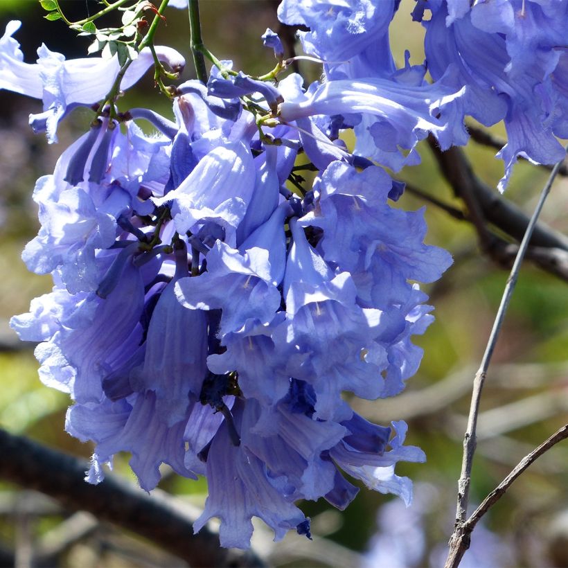 Jacaranda mimosifolia (Floración)