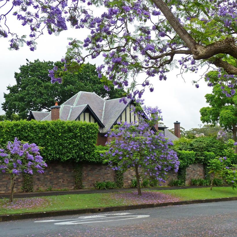 Jacaranda mimosifolia (Porte)