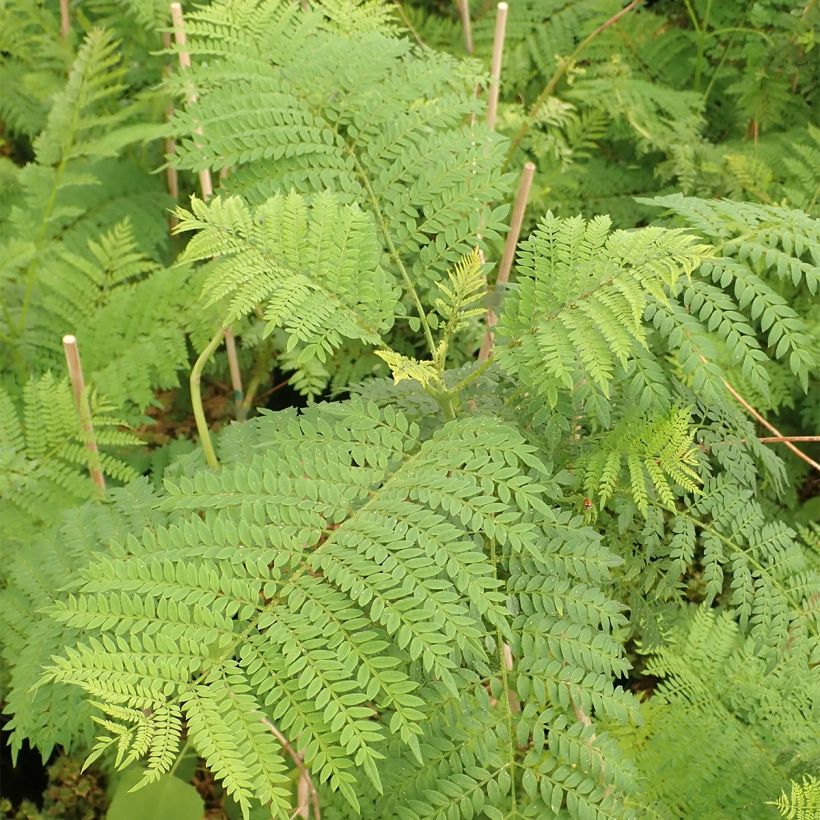 Jacaranda mimosifolia (Follaje)