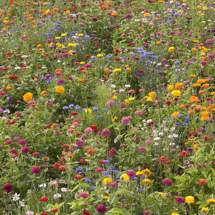 Jachère de fleurs courtes Belle France  (Porte)