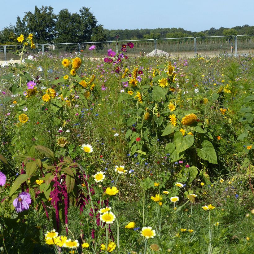 Jachère de fleurs pour Abeilles & Pollinisateurs - Origine France (Porte)