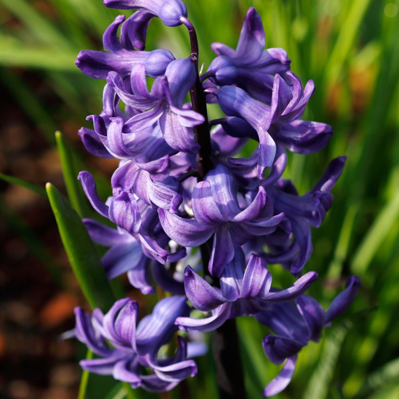 Jacinto Blue pearl - Jacinto fragante (Floración)