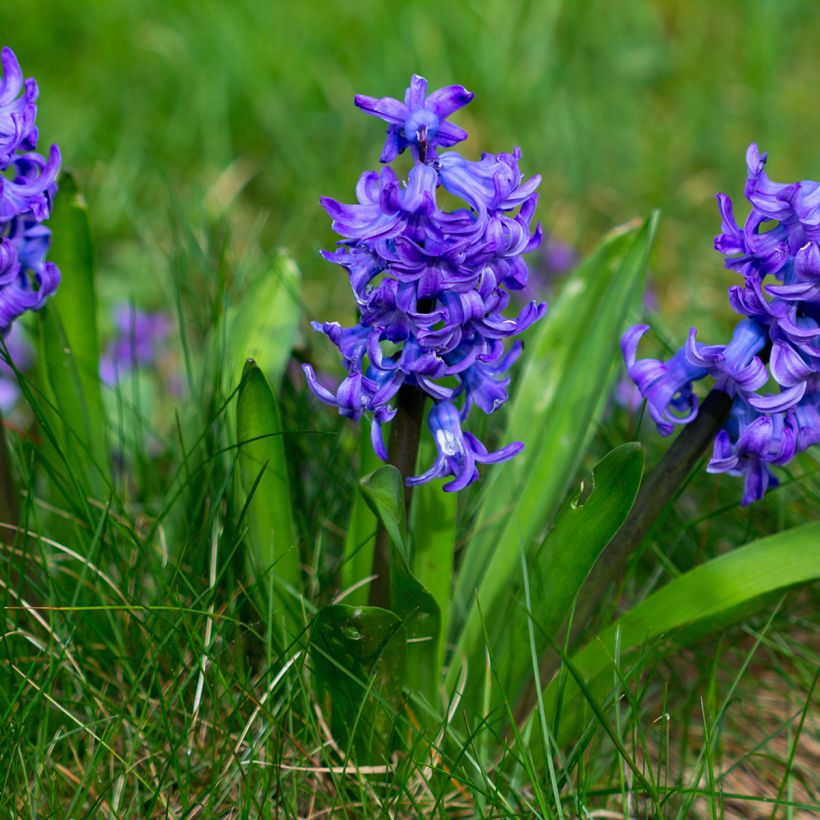 Jacinto Blue Pearl (forzada) - Jacinto fragante (Porte)