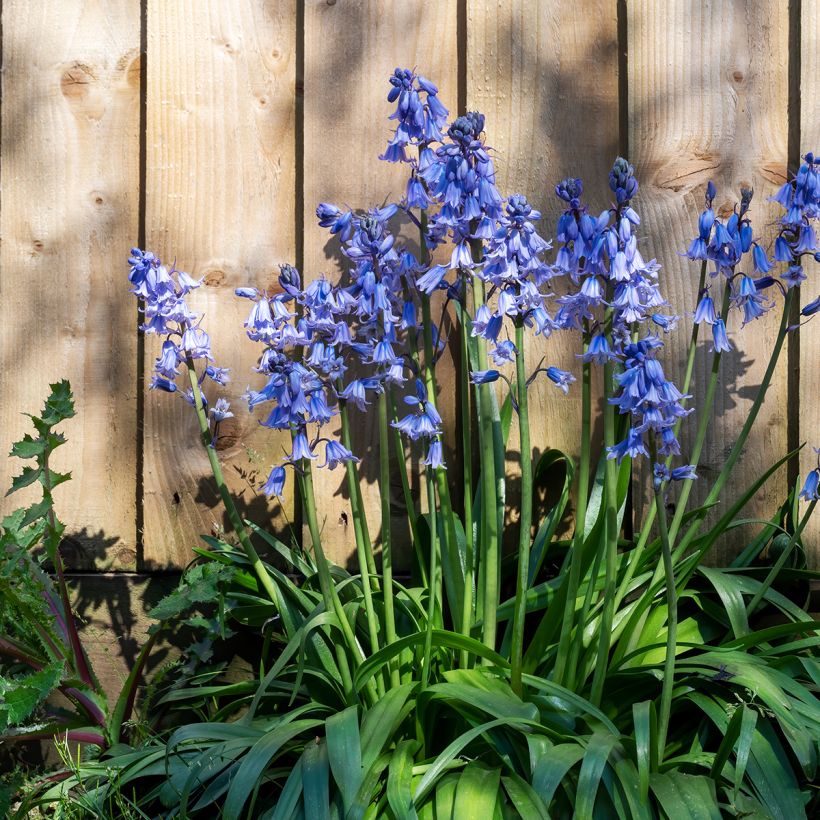 Jacinto de los bosques - Hyacinthoides hispanica (Porte)