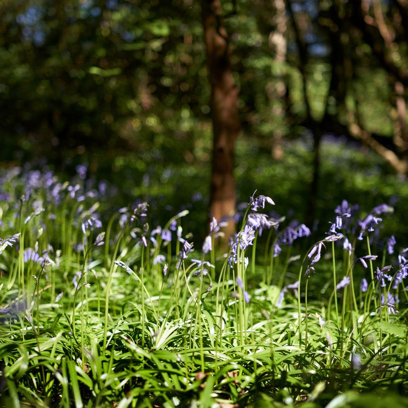 jacinto silvestre - Hyacinthoides non-scripta (Porte)