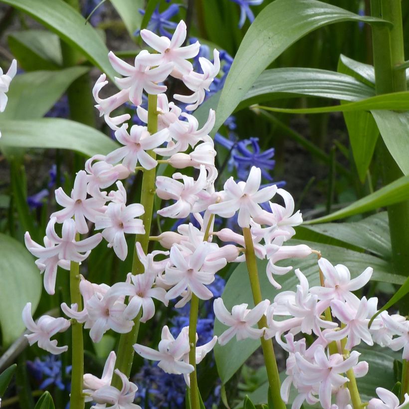 Jacinto Multiflora Pink - Jacinto fragante (Floración)