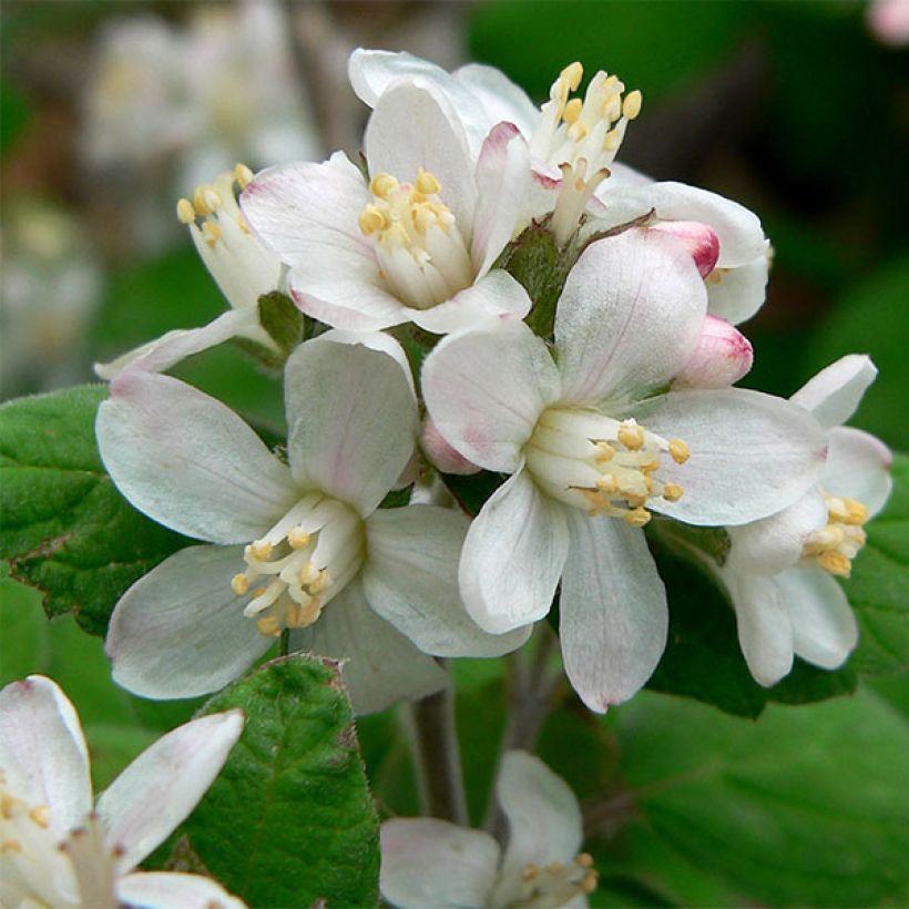 Jamesia americana (Floración)