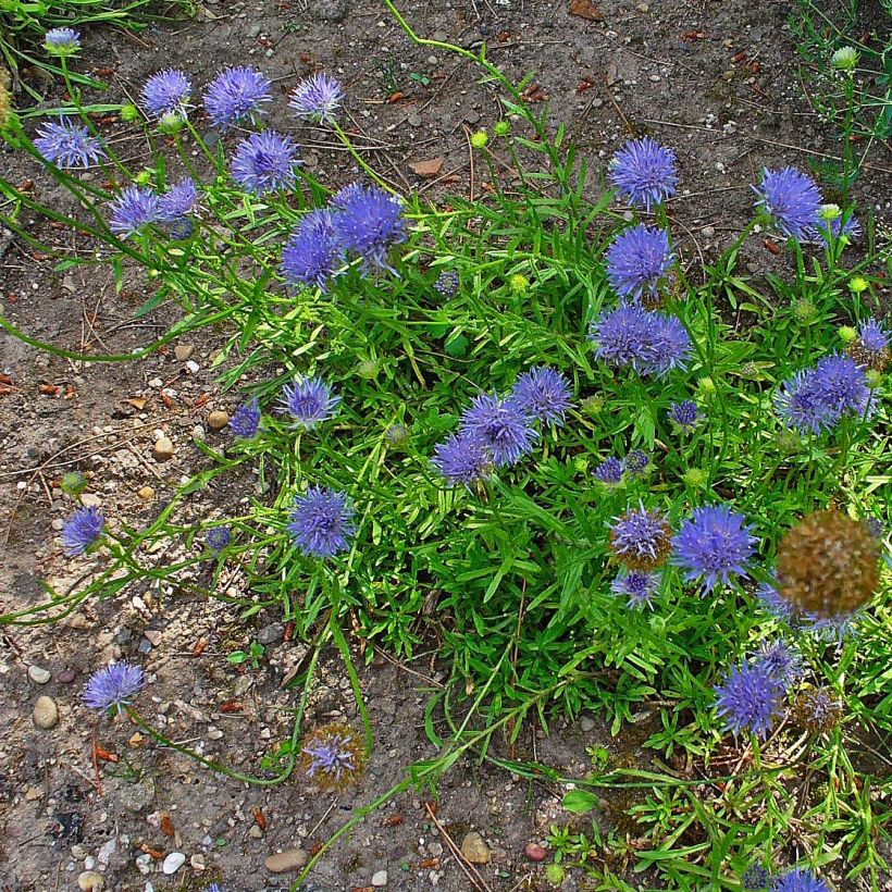 Jasione laevis Blaulicht (Porte)