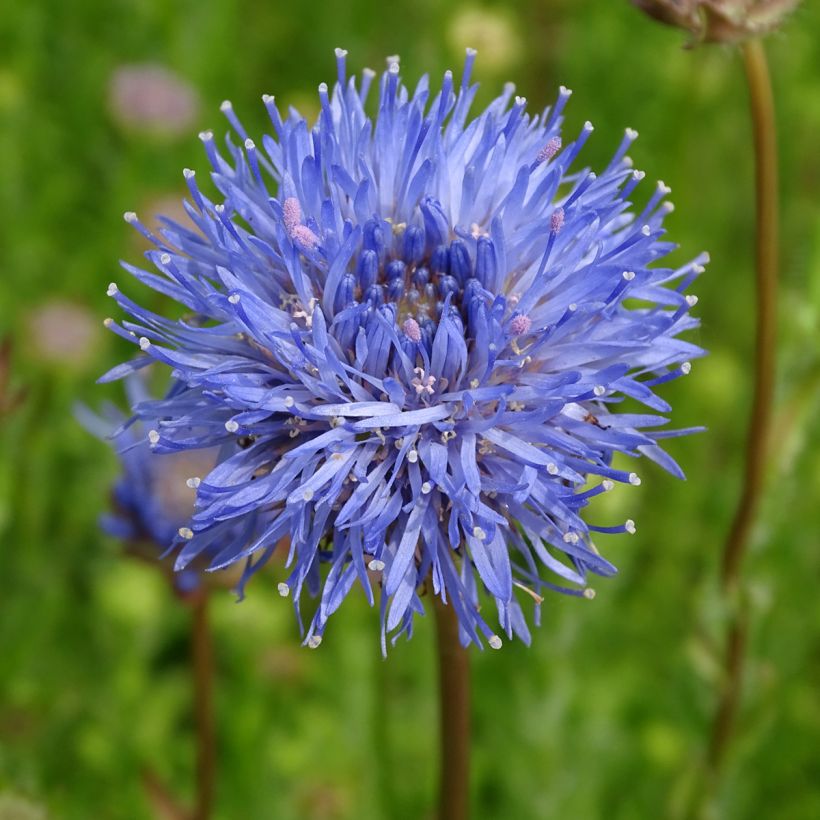 Jasione laevis Blaulicht (Floración)