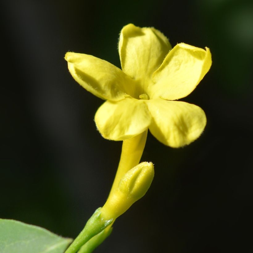 Jazmín italiano - Jasminum humile Revolutum (Floración)