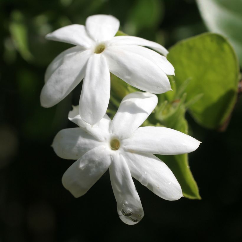 Jazmín común Affinis - Jasminum officinalis (Floración)