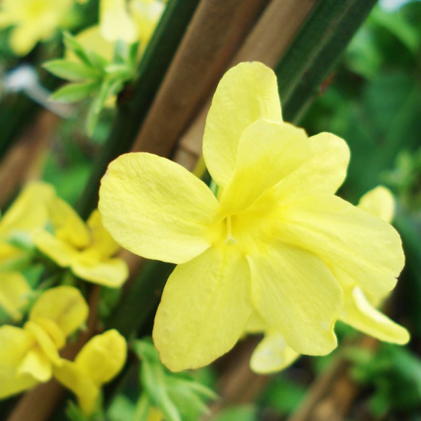 Jazmín amarillo - Jasminum nudiflorum (Floración)