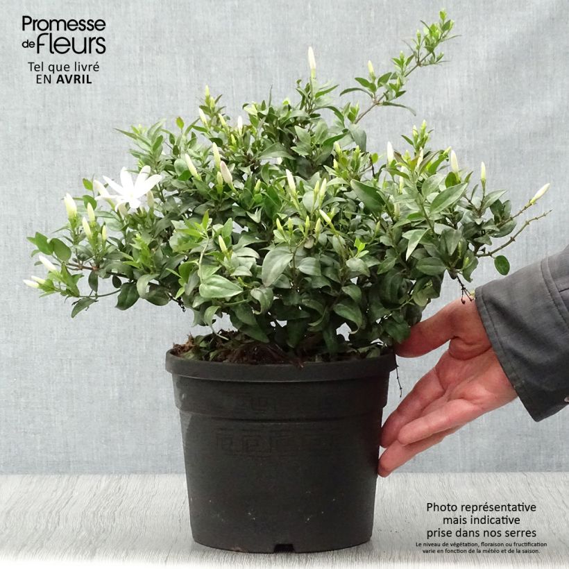 Jasmin sauvage étoilé - Jasminum multipartitum Pot de 2L/3L Ejemplar entregado en la primavera