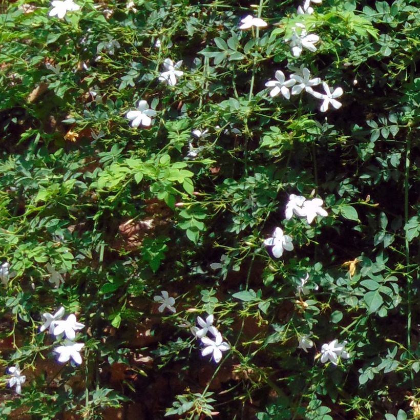 Jazmín de las Azores - Jasminum azoricum (Follaje)