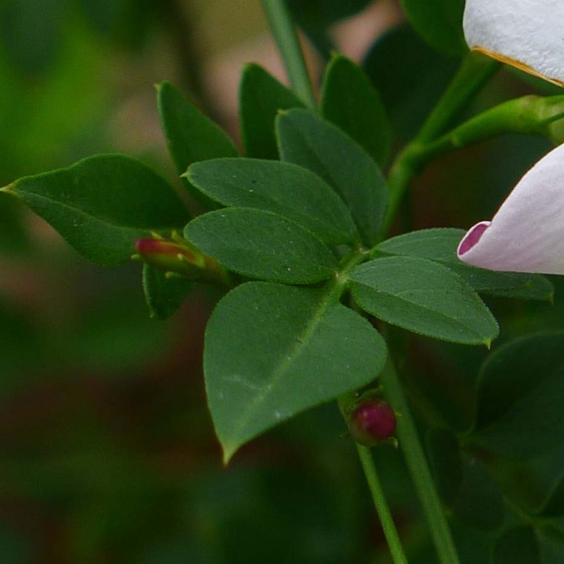 Jazmín real - Jasminum grandiflorum (Follaje)