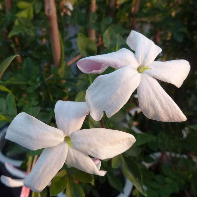 Jazmín real - Jasminum grandiflorum (Floración)