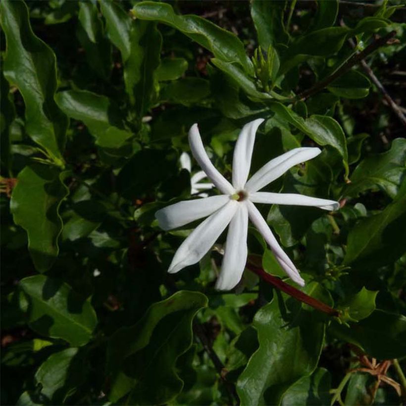 Jasminum multipartitum - Jazmín africano (Follaje)