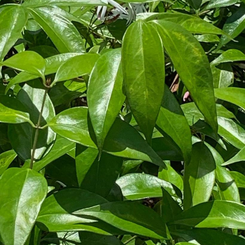 Jazmín nitido - Jasminum laurifolium var. nitidum (Follaje)