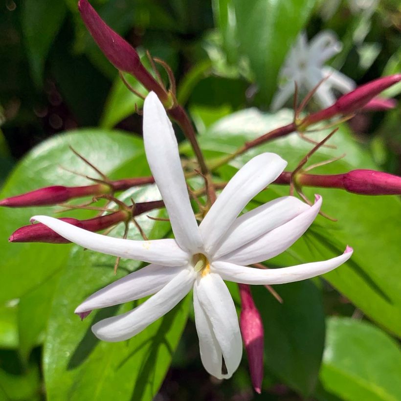 Jazmín nitido - Jasminum laurifolium var. nitidum (Floración)