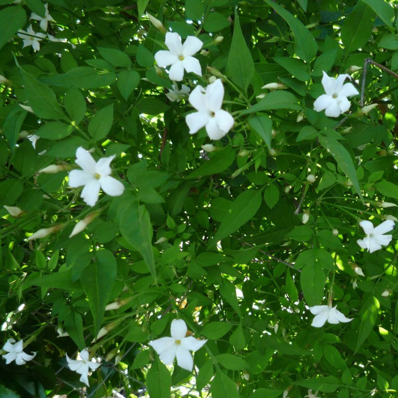 Jazmín común - Jasminum officinale (Floración)