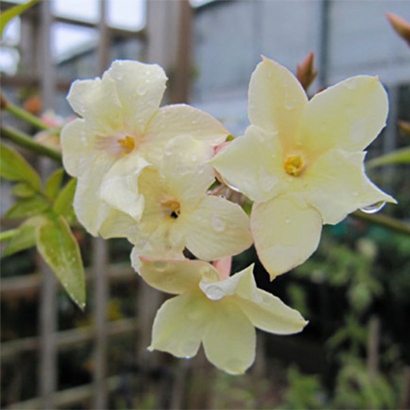 Jazmín común Clotted Cream - Jasminum officinale (Floración)