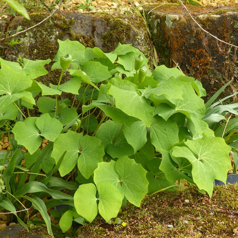 Jeffersonia diphylla (Porte)