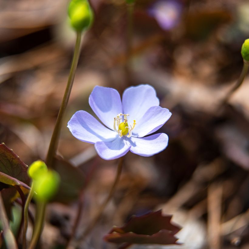 Jeffersonia dubia (Floración)