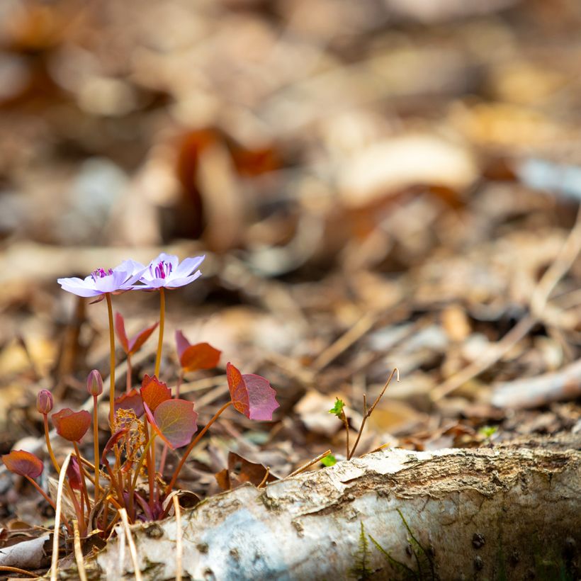 Jeffersonia dubia (Porte)