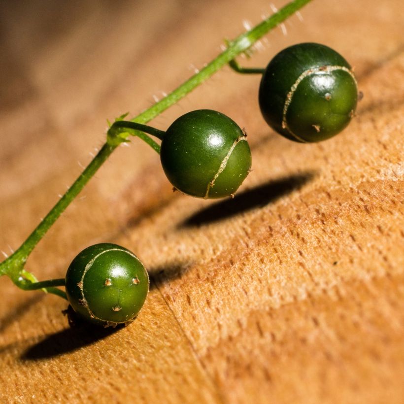 Yiaogulan - Gynostemma pentaphyllum (Cosecha)