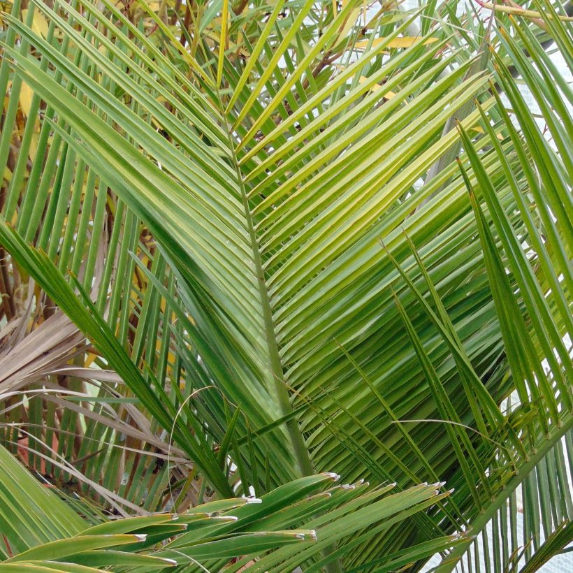 Jubaea chilensis - Palmera de Chile (Follaje)