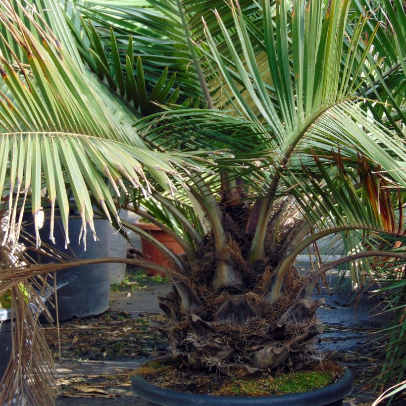 Jubaea chilensis - Palmera de Chile (Porte)