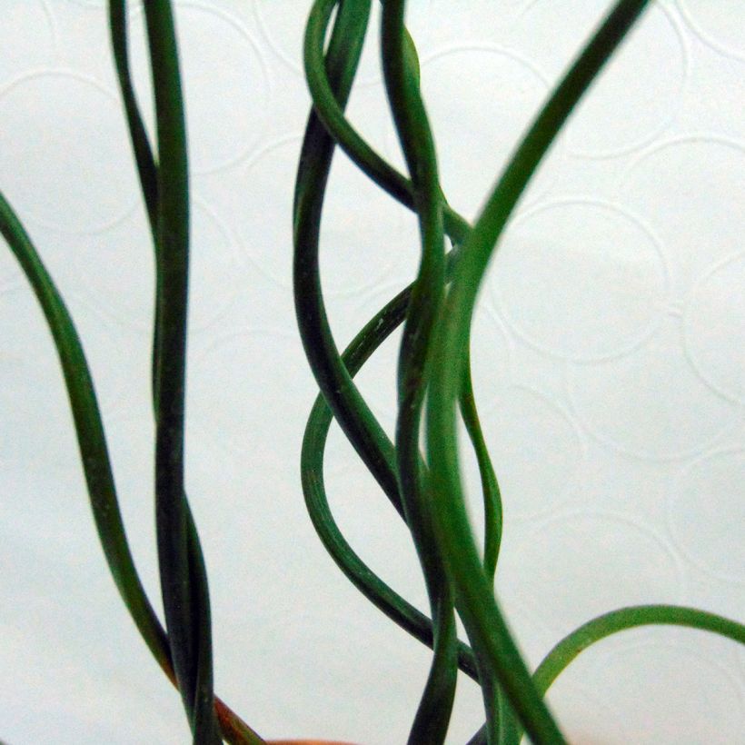 Juncus effusus Spiralis (Follaje)