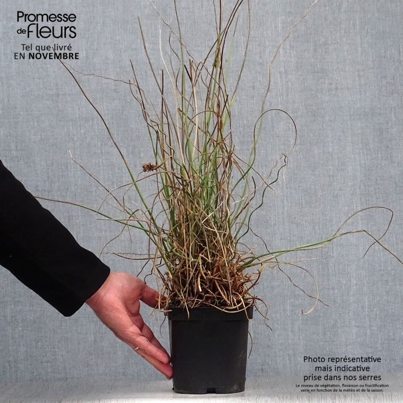 Ejemplar de Juncus effusus Spiralis - Jonc spiralé en pot de 2/3 litres entregado en otoño