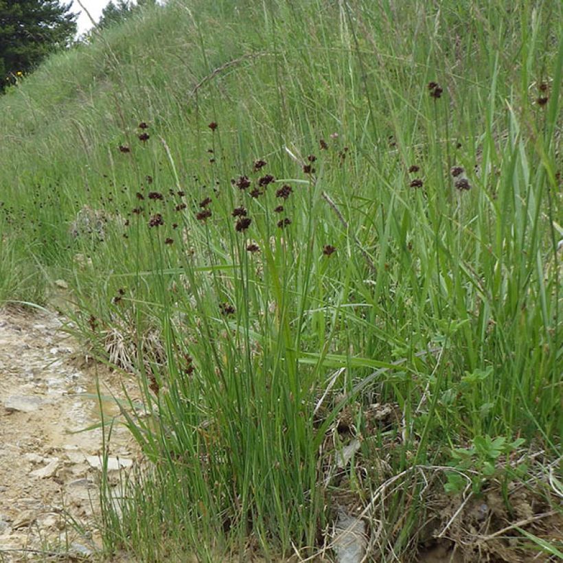 Juncus ensifolius (Porte)