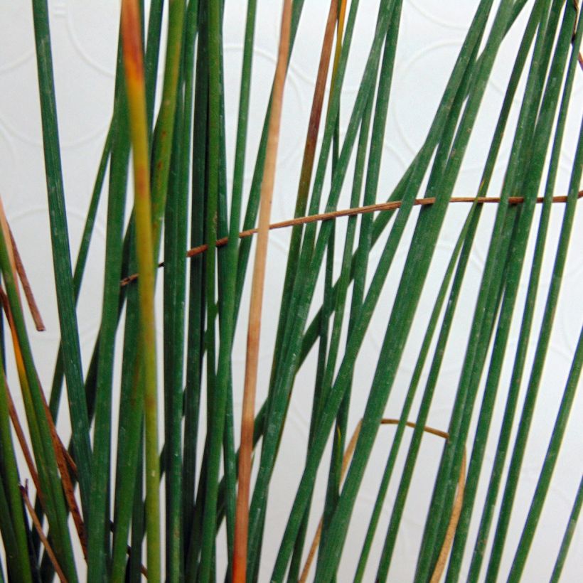 Juncus inflexus - Junco (Follaje)