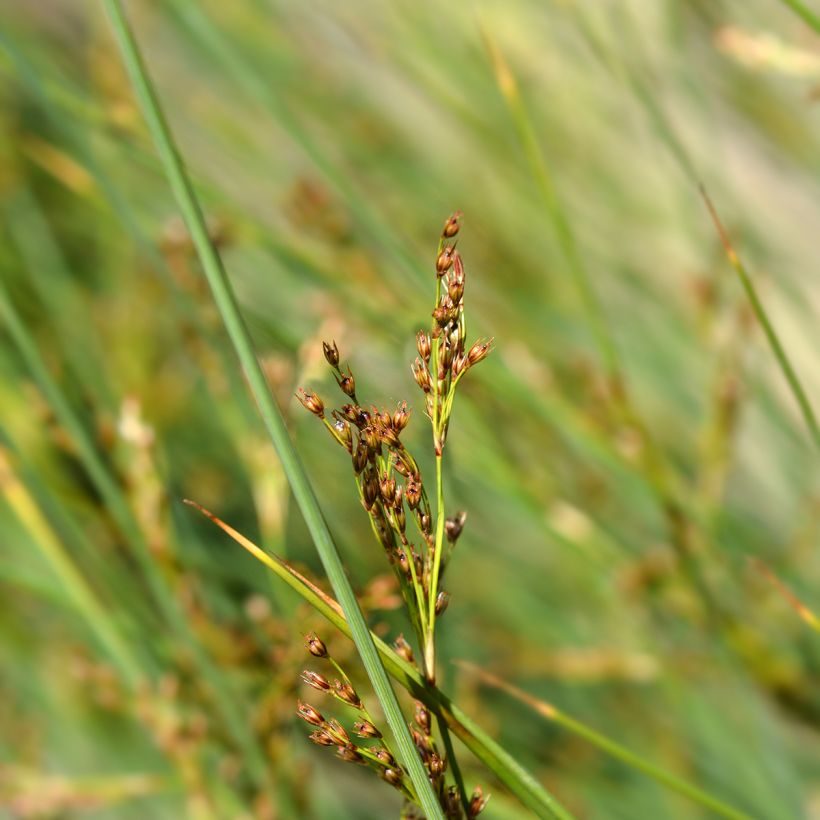 Juncus inflexus - Junco (Floración)